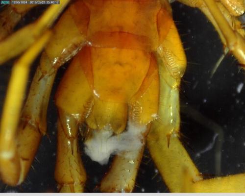 Lithobius forficatus